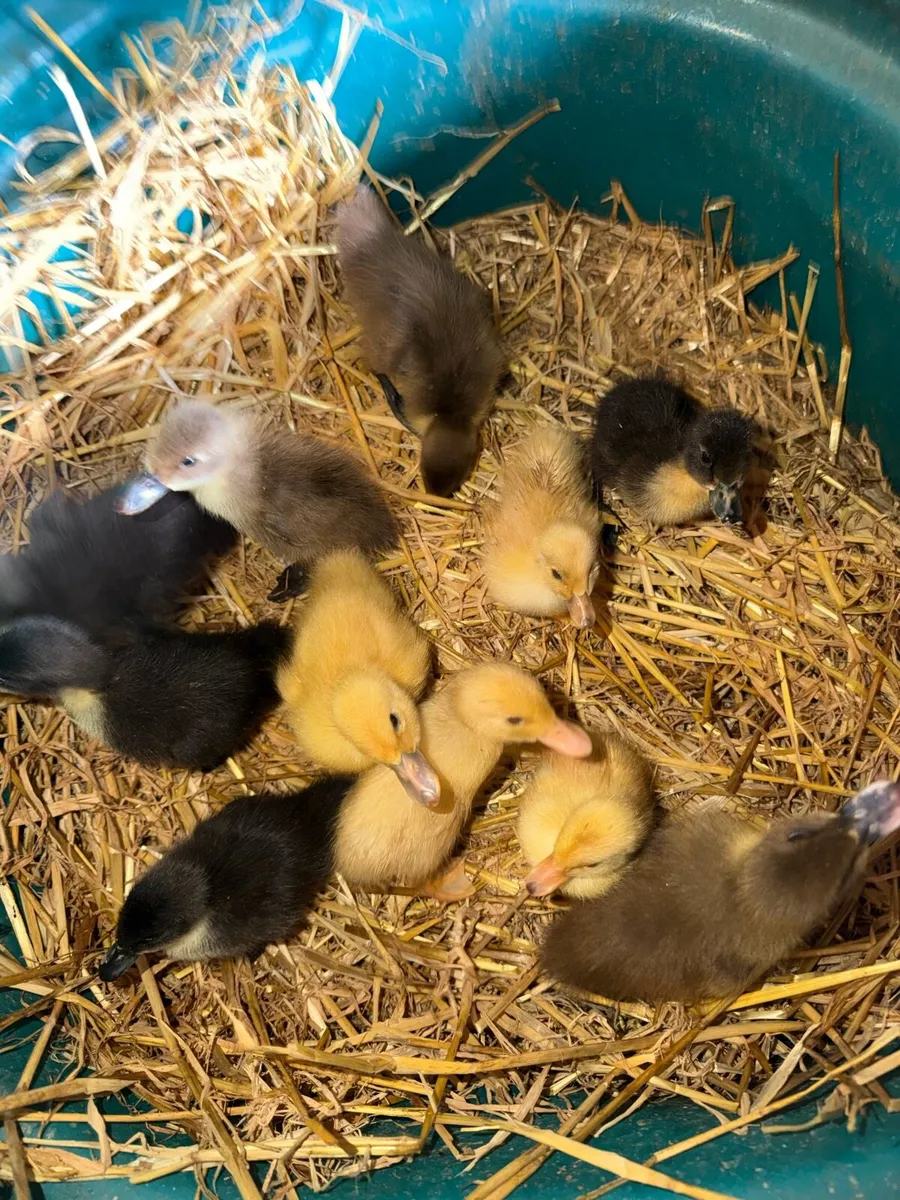 Ducklings - Image 2