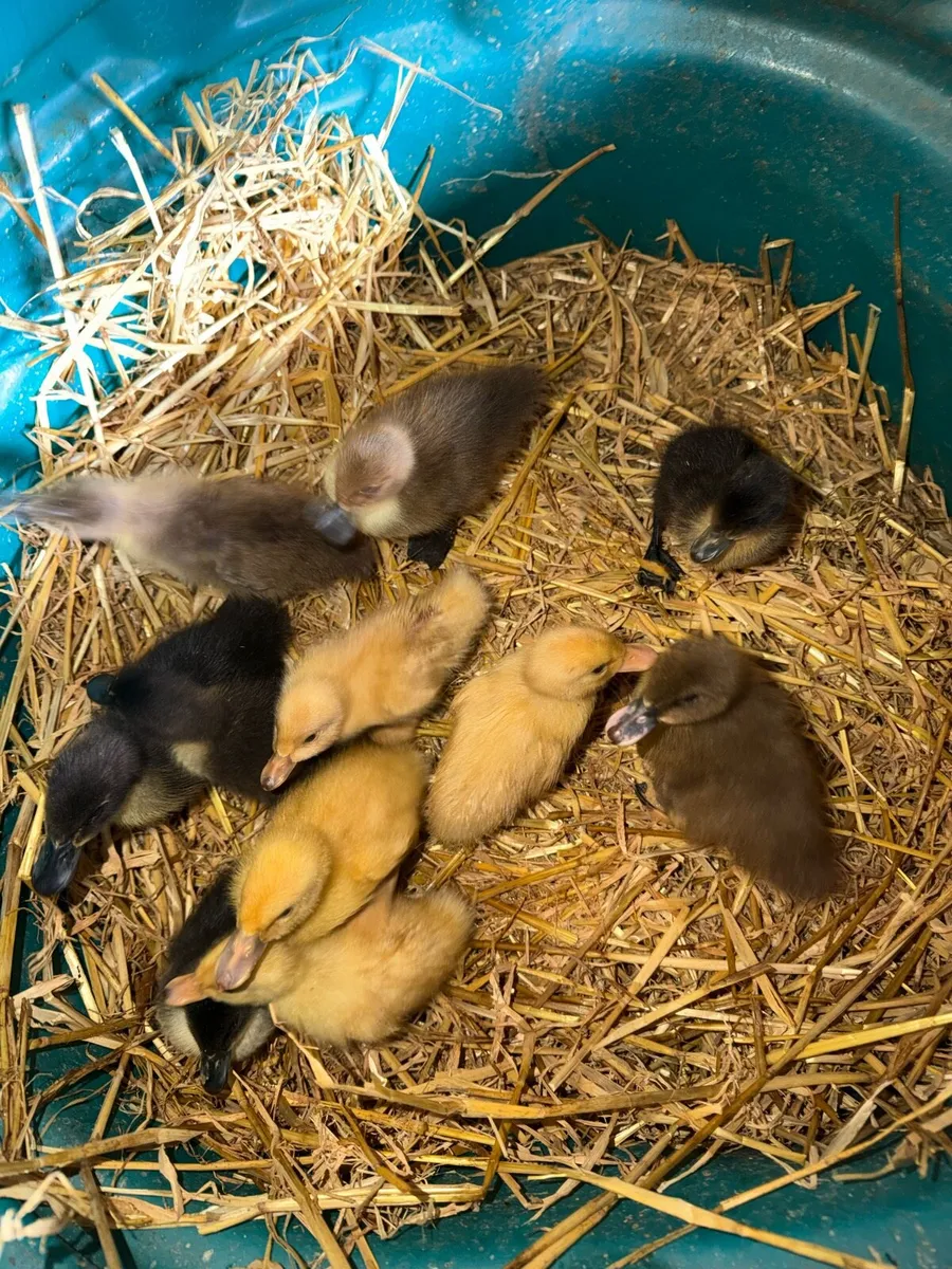 Ducklings - Image 3