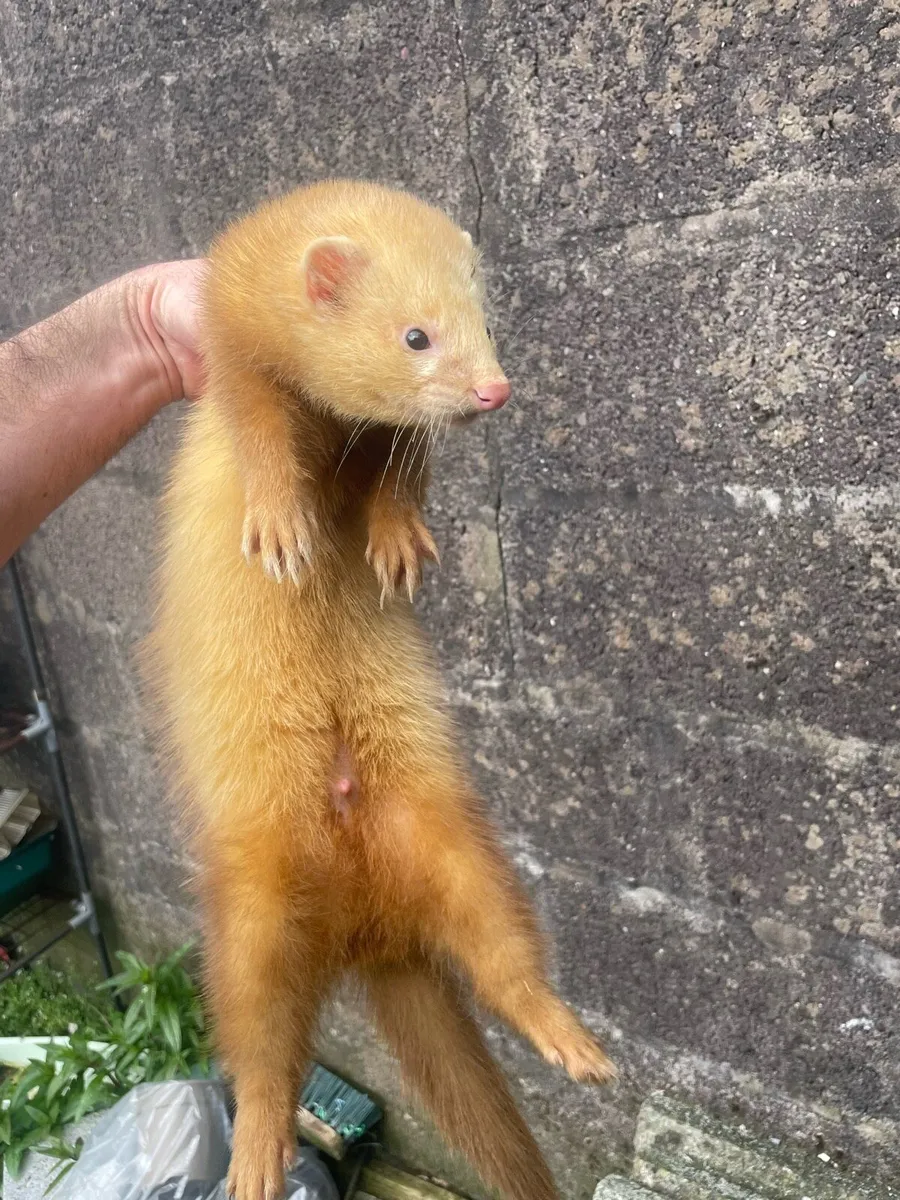 Male ferret