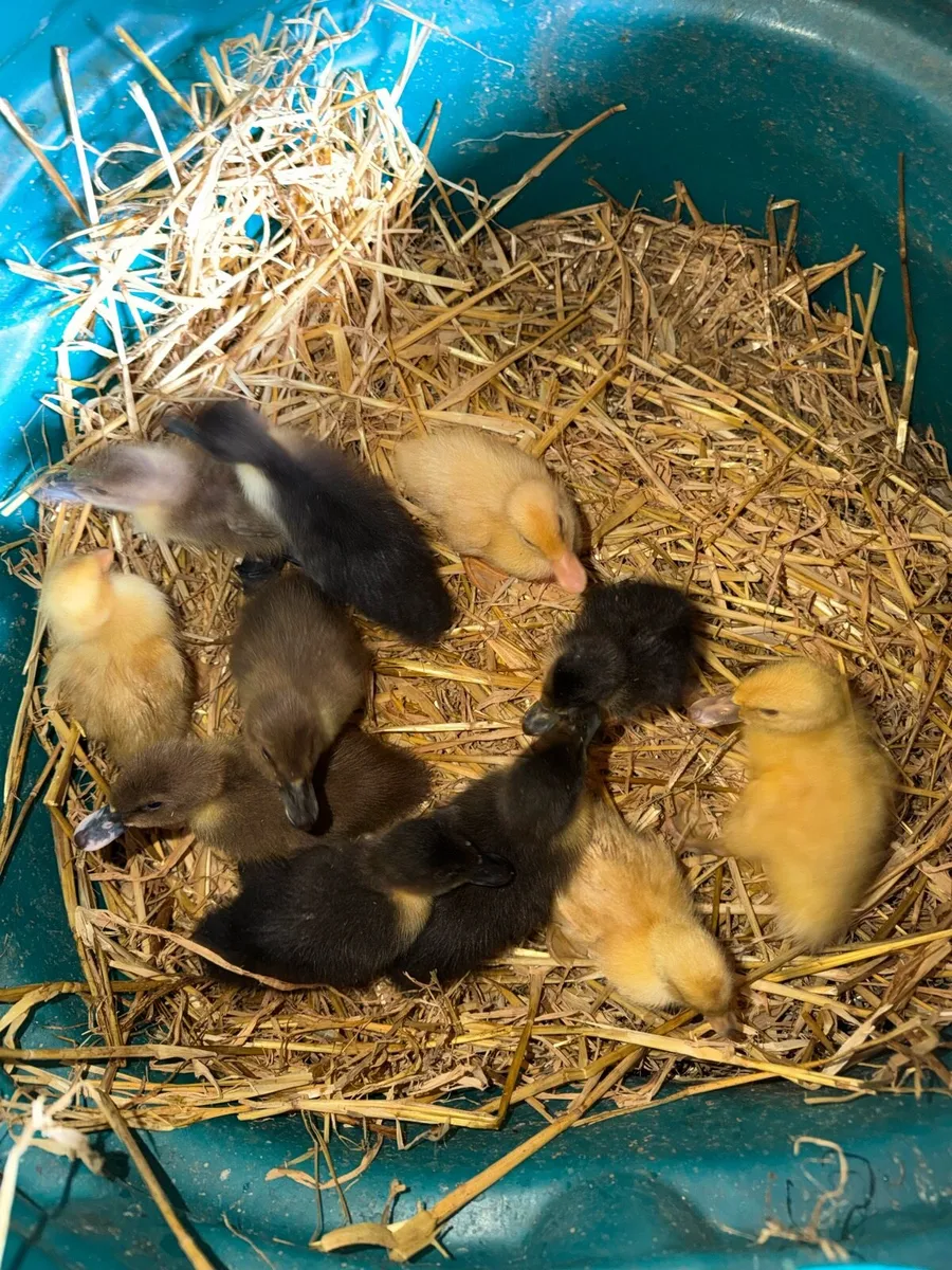 Ducklings - Image 4