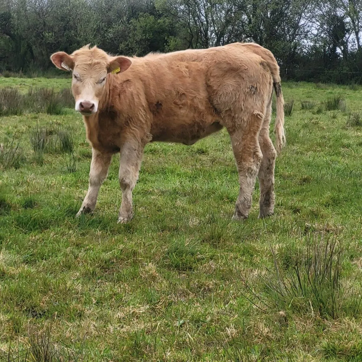 Charolais Heiffers - Image 1
