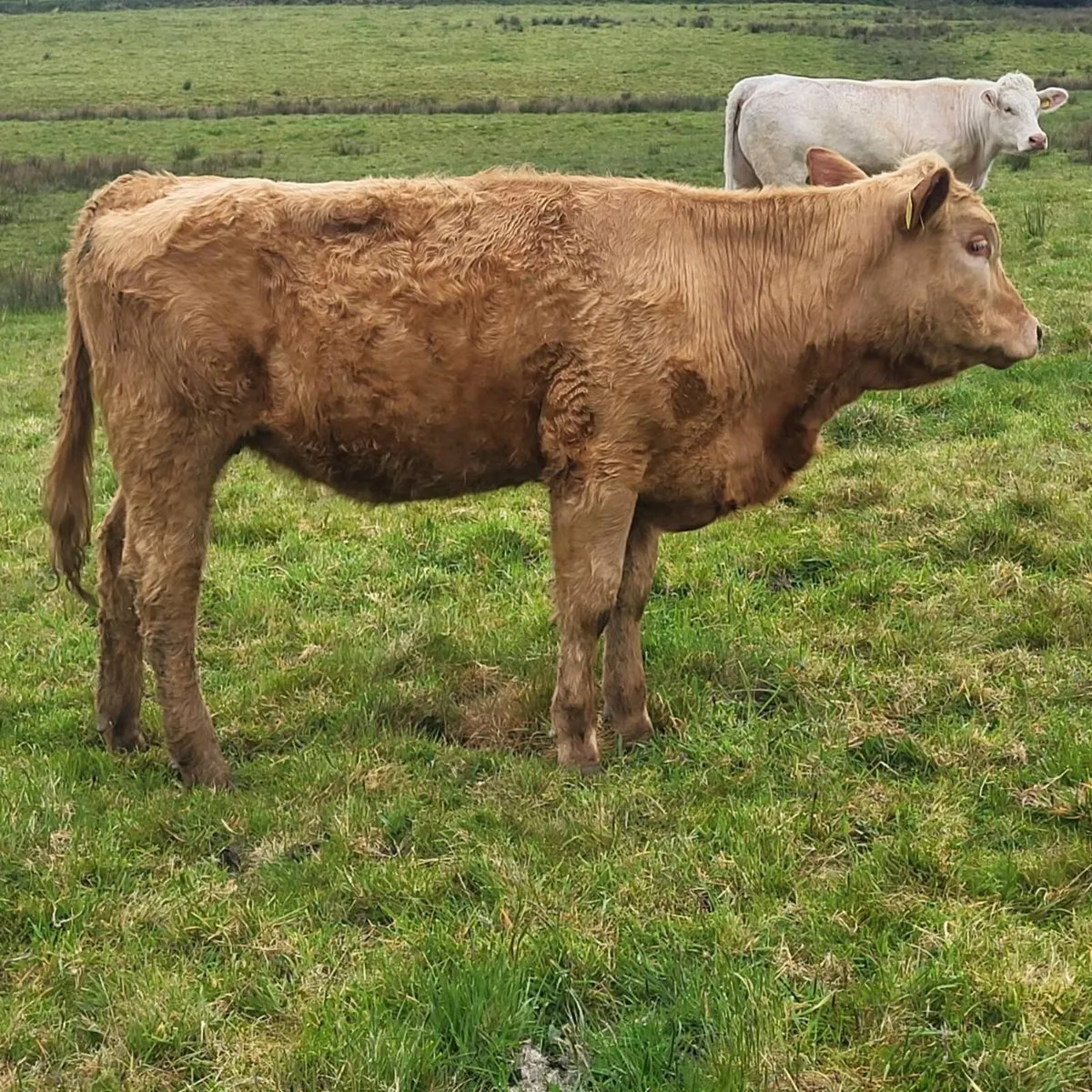 Charolais Heiffers - Image 2