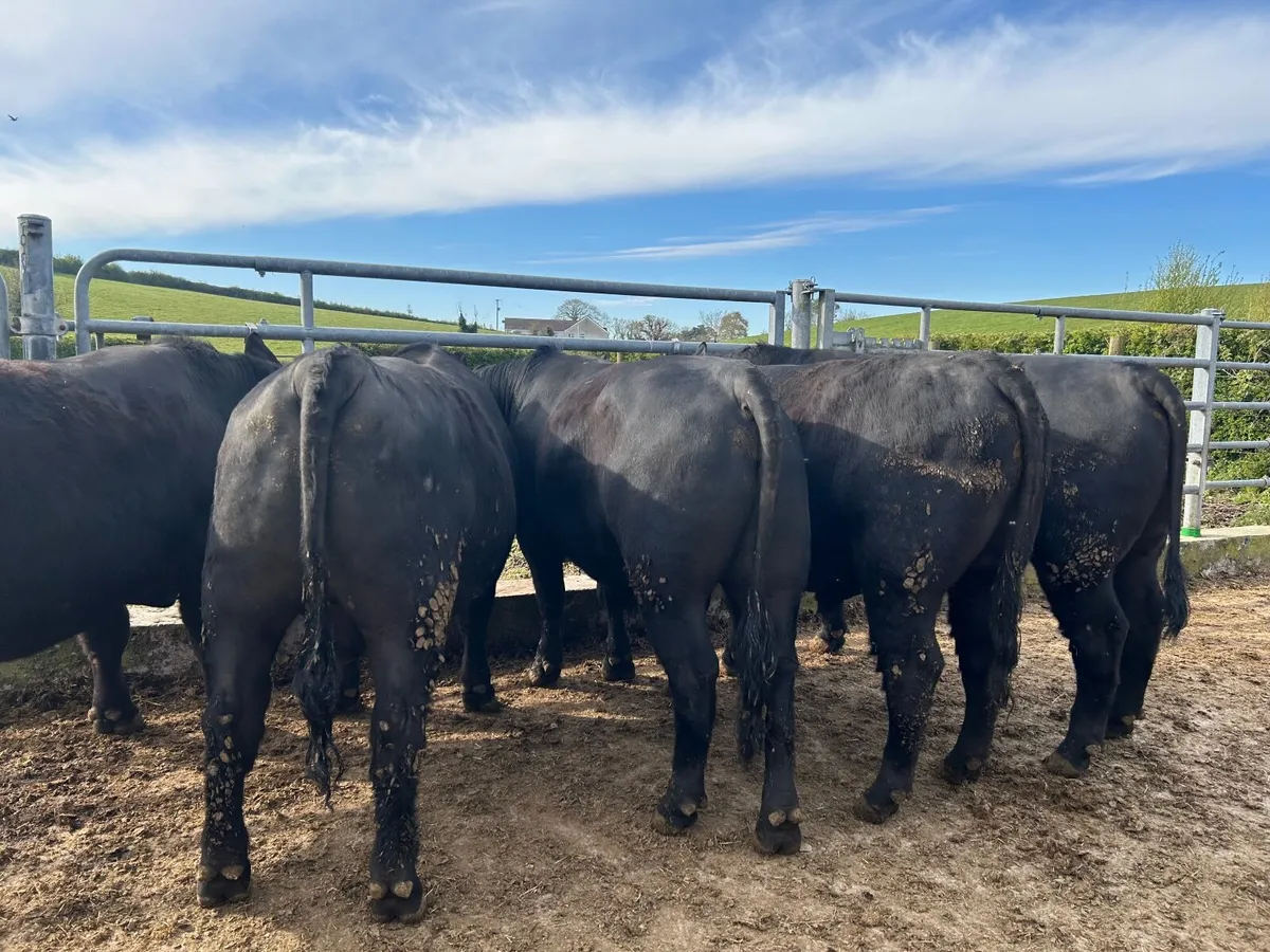 Pedigree Aberdeen Angus Bulls - Image 2