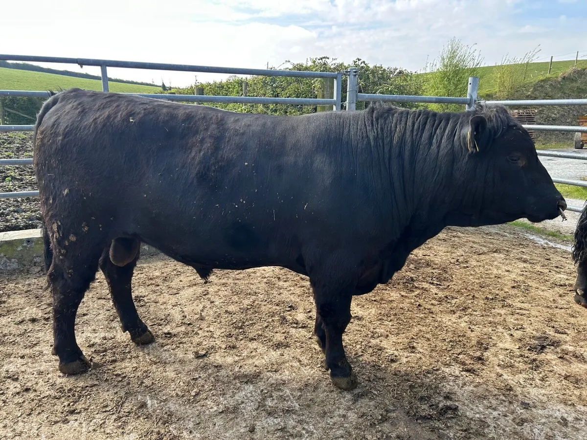 Pedigree Aberdeen Angus Bulls - Image 4