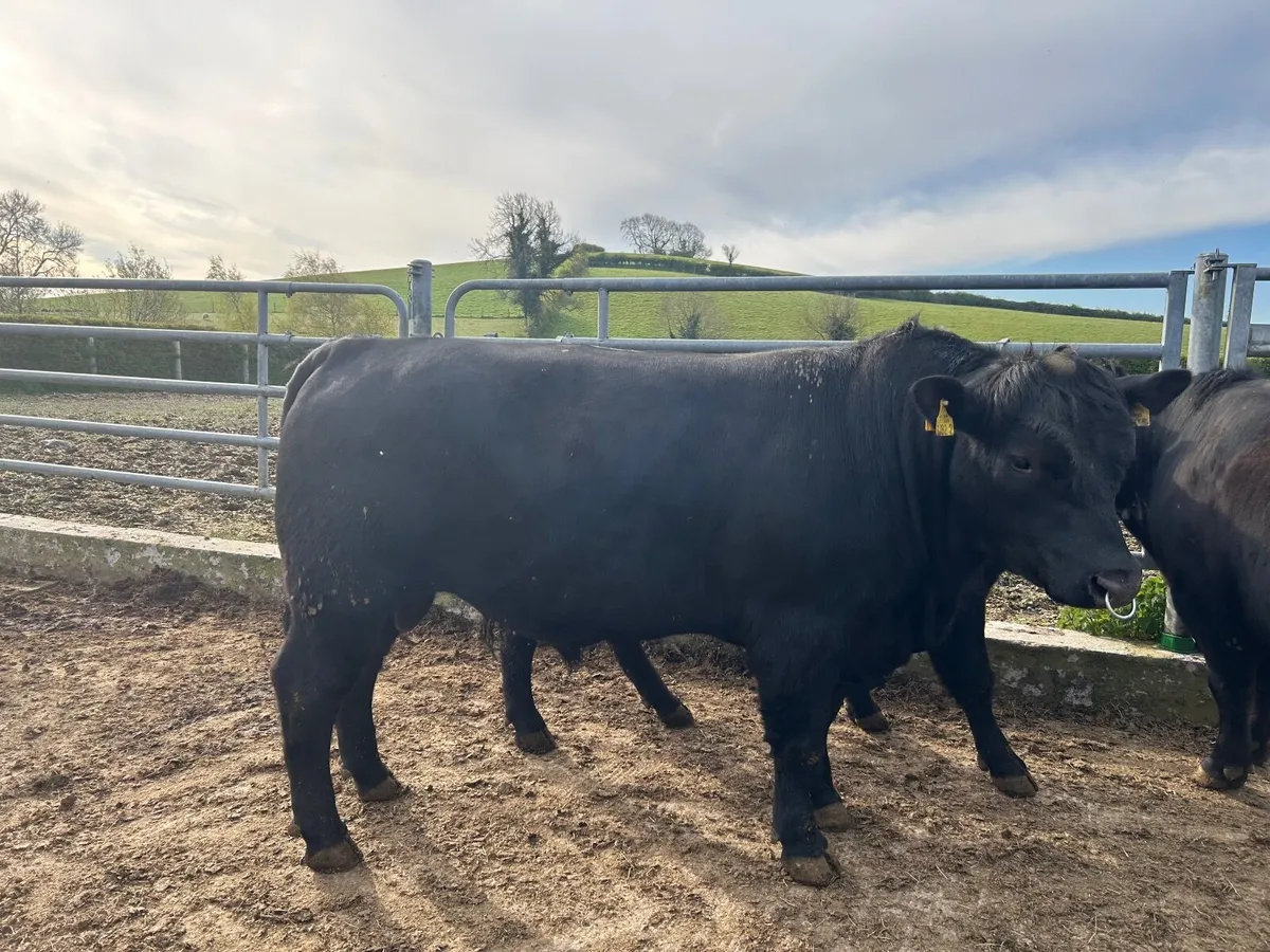 Pedigree Aberdeen Angus Bulls - Image 1