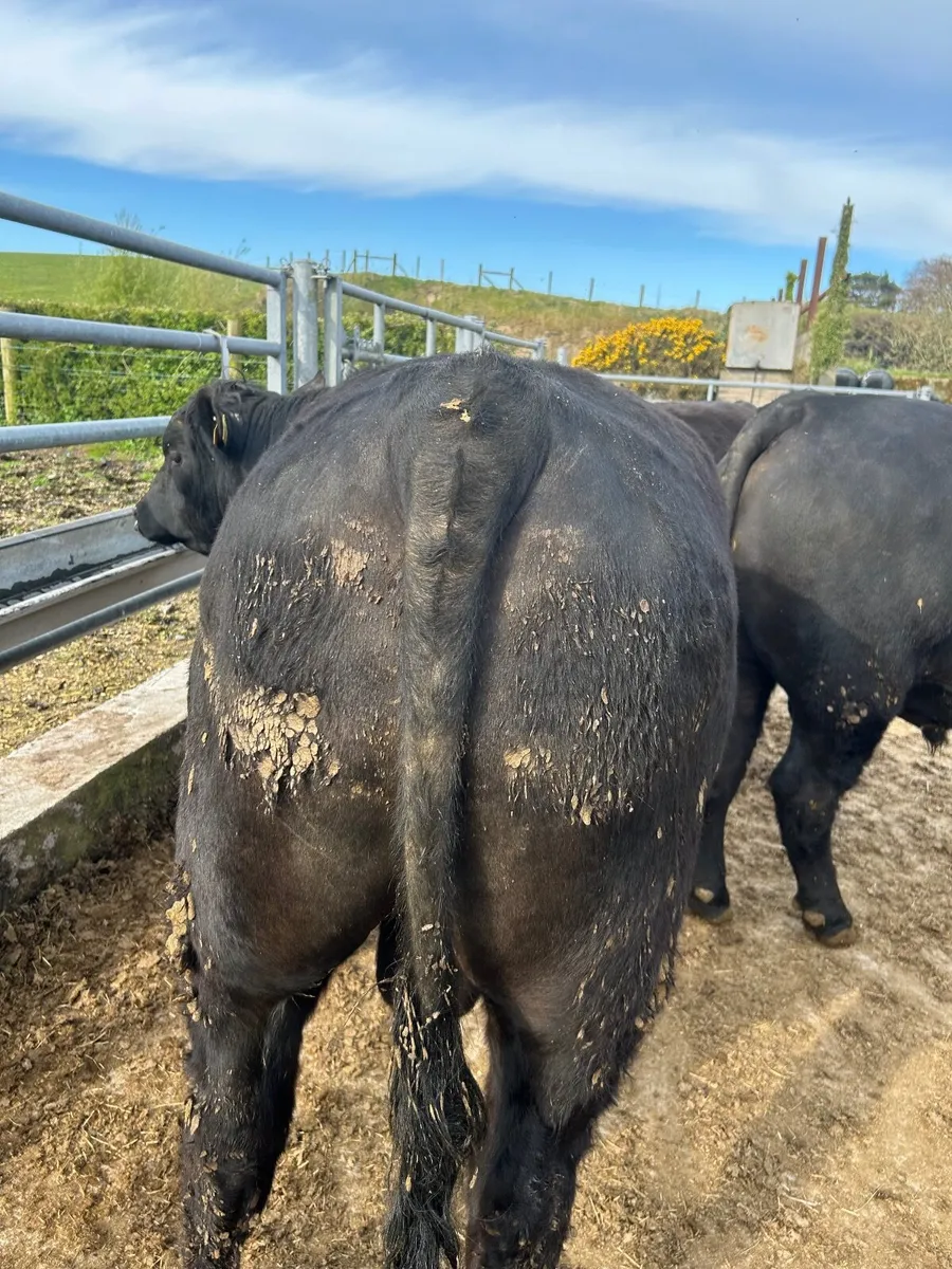 Pedigree Aberdeen Angus Bulls - Image 3