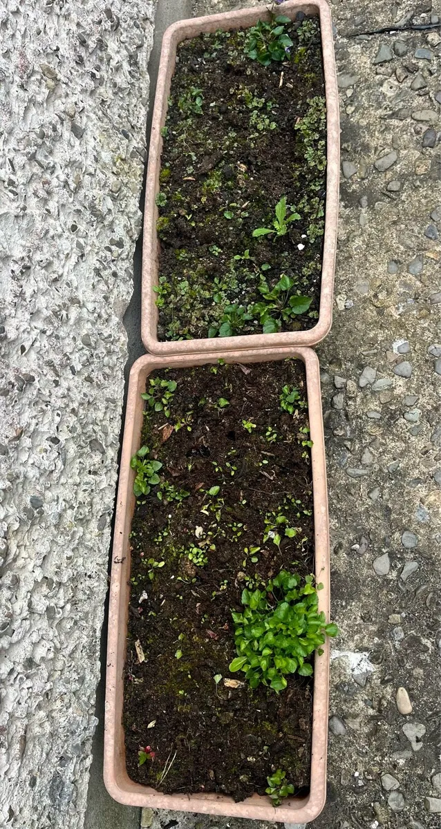 Two hard plastic pots with soil - Image 1