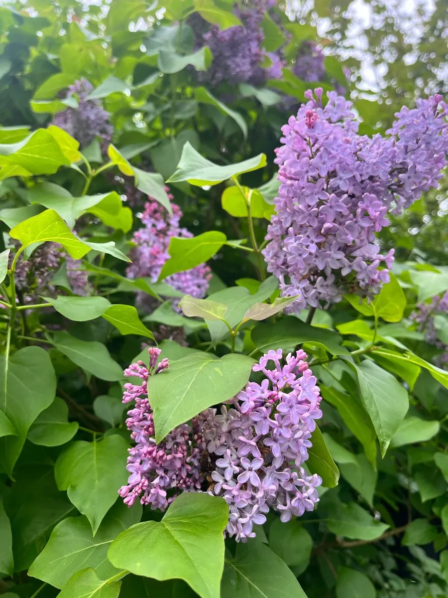 Two hard plastic pots with soil - Image 2