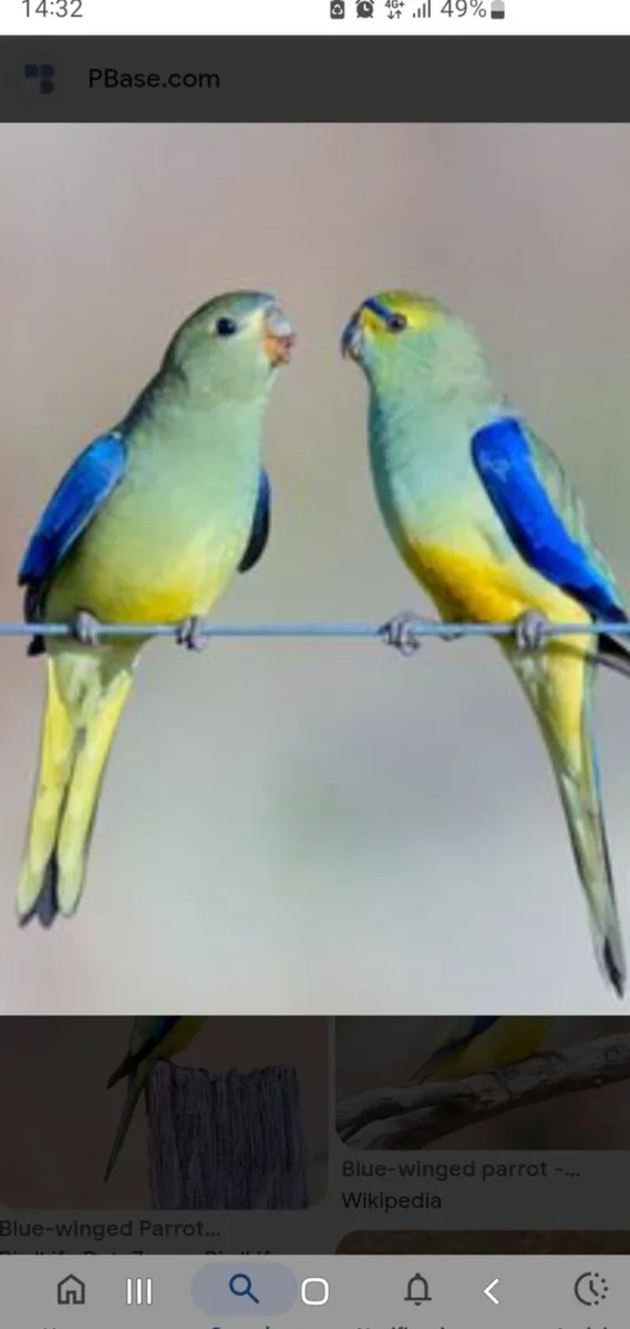 1 pair of blue winged parrots  for sale - Image 3