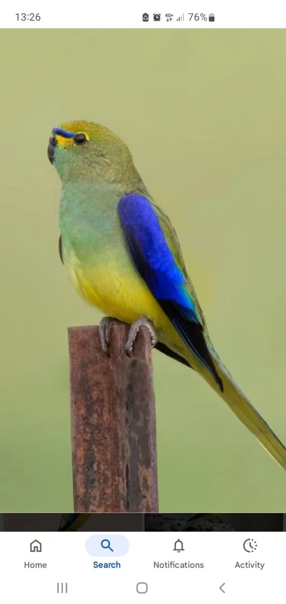 1 pair of blue winged parrots  for sale - Image 1