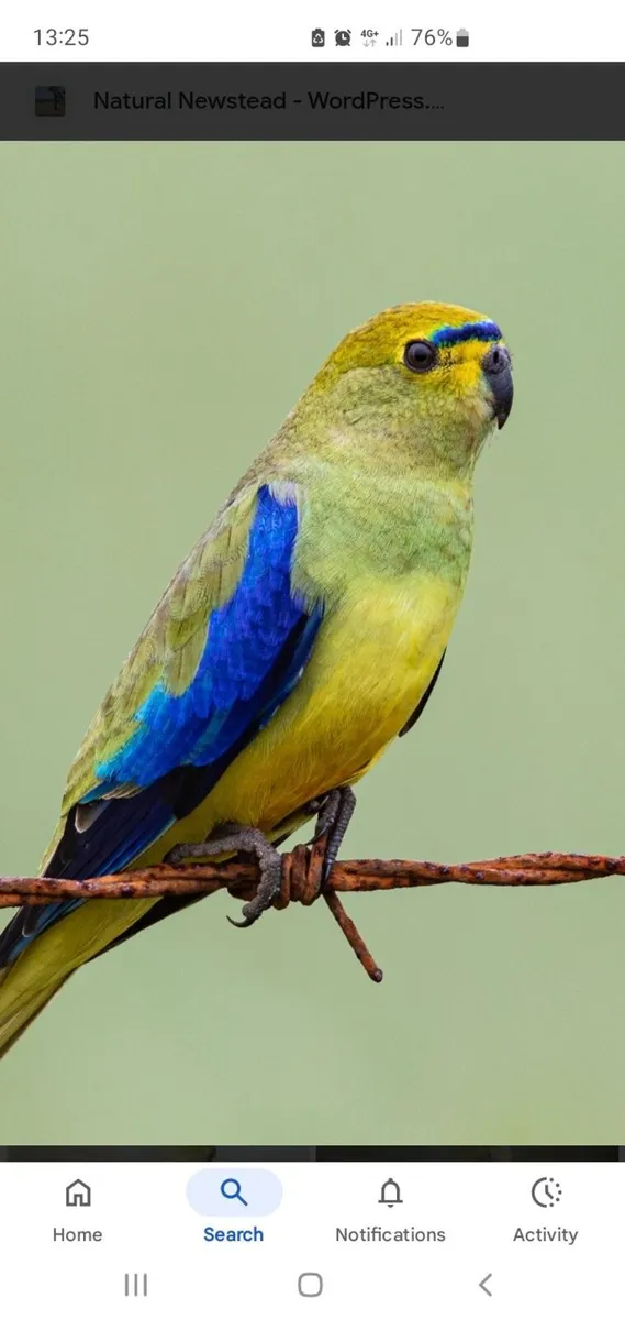 1 pair of blue winged parrots  for sale - Image 4