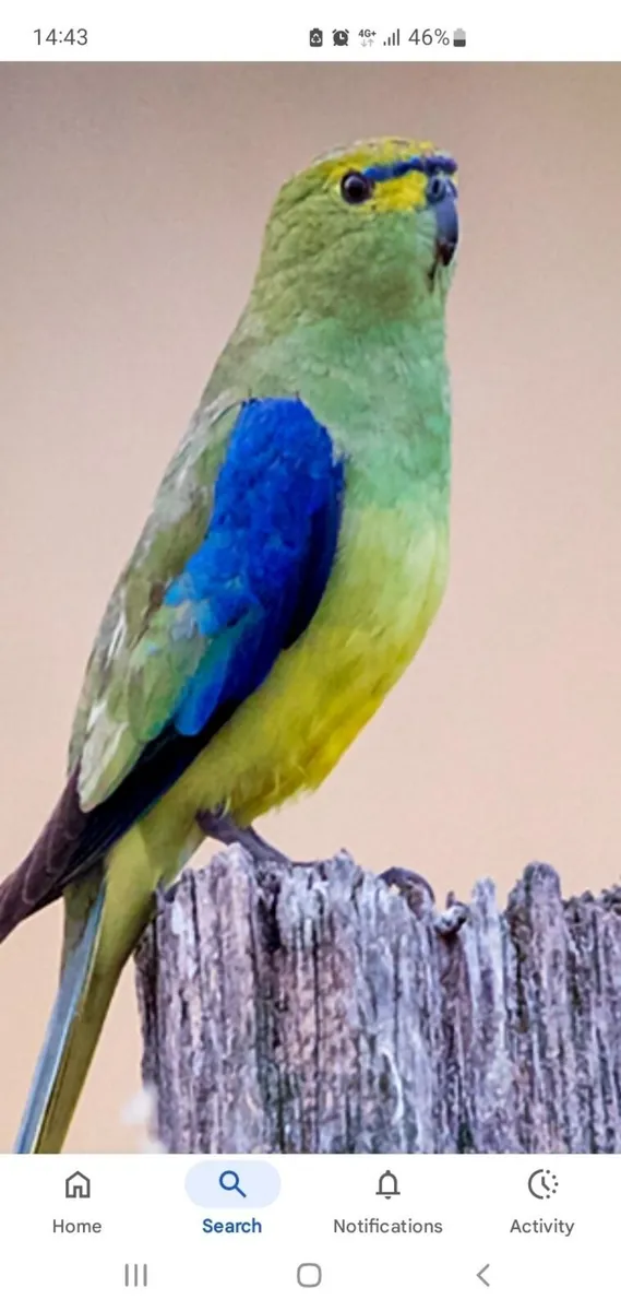 1 pair of blue winged parrots  for sale - Image 2