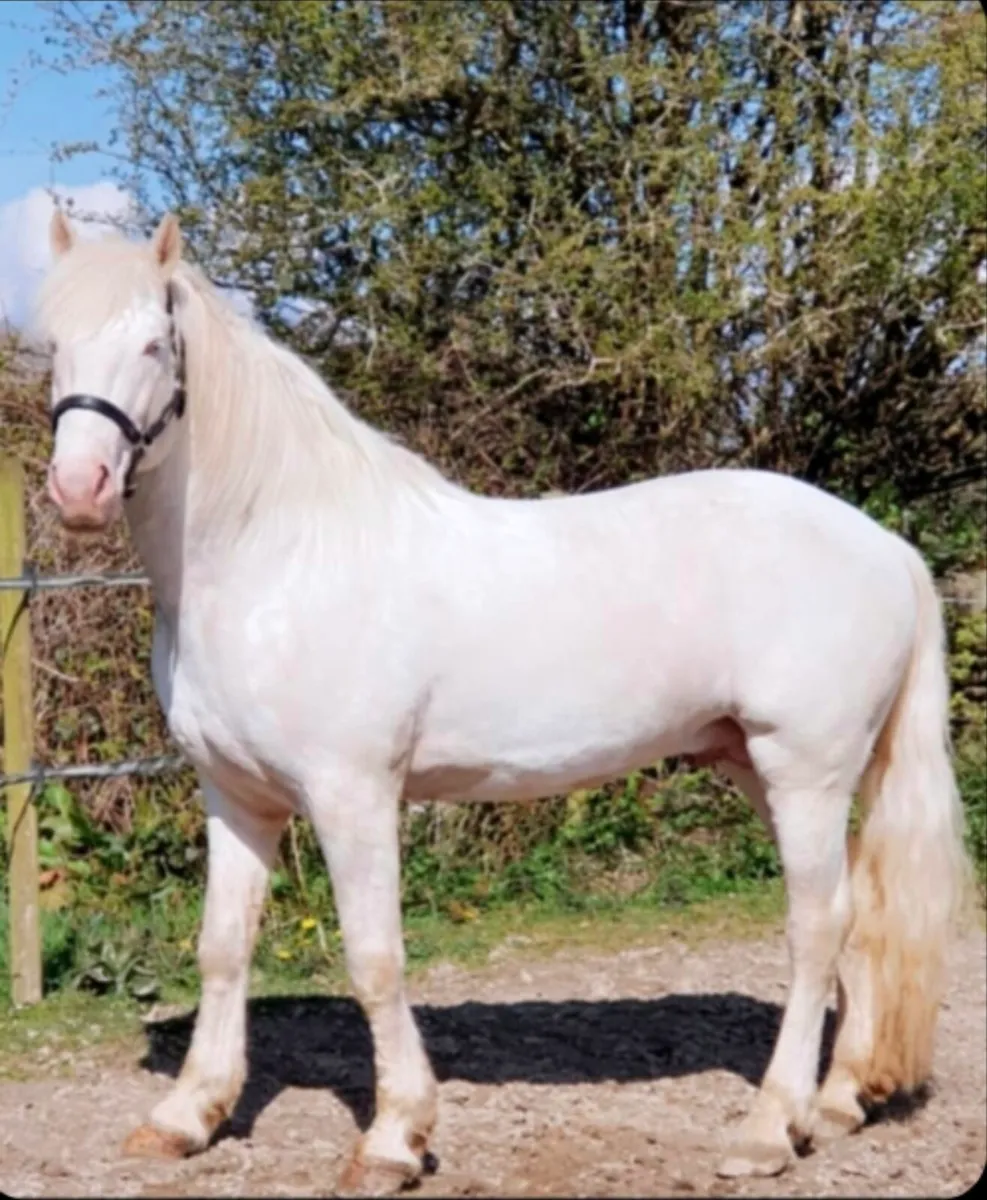 Perlino connemara stallion at stud - Image 1