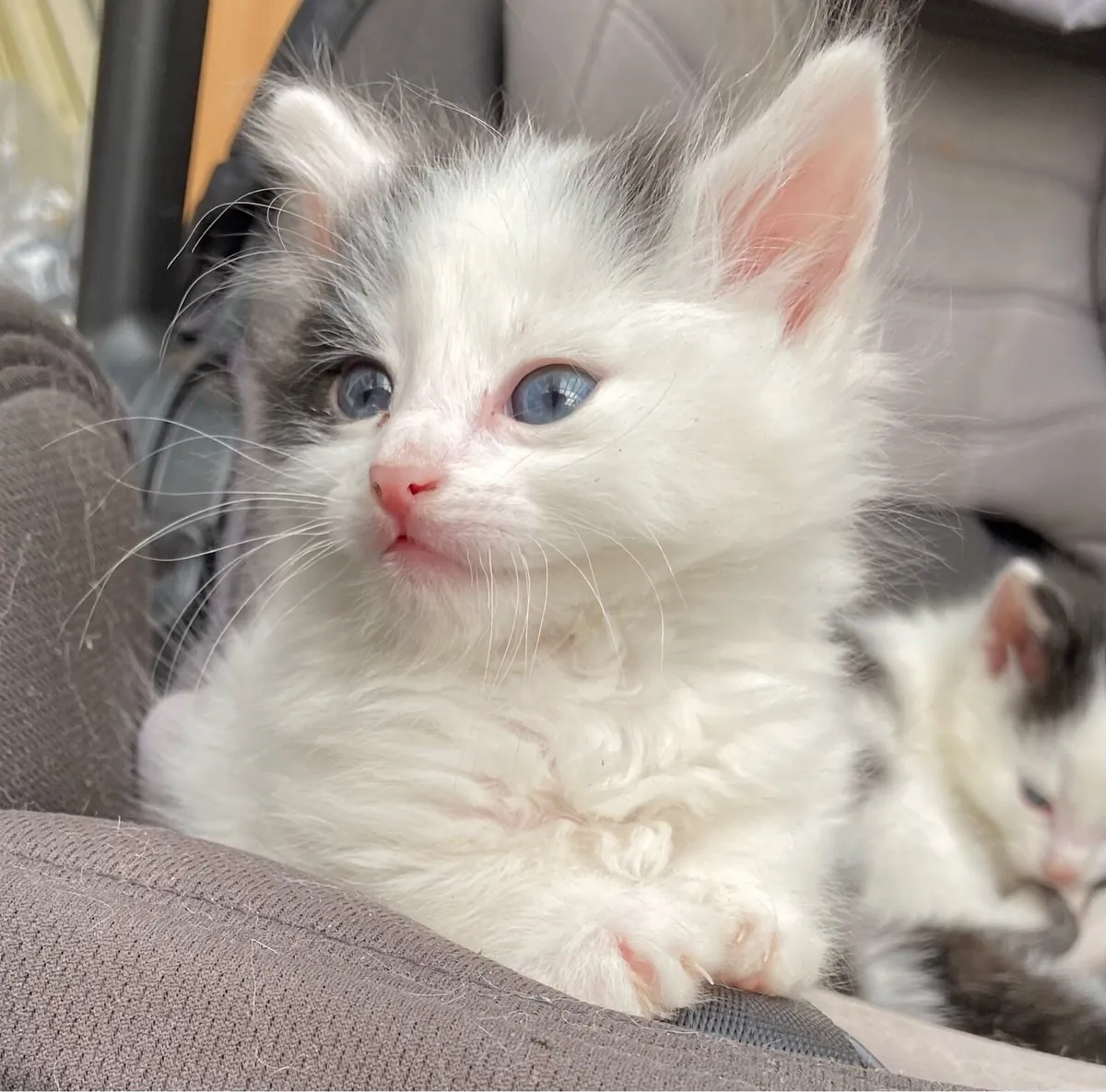 5 kittens - Image 1