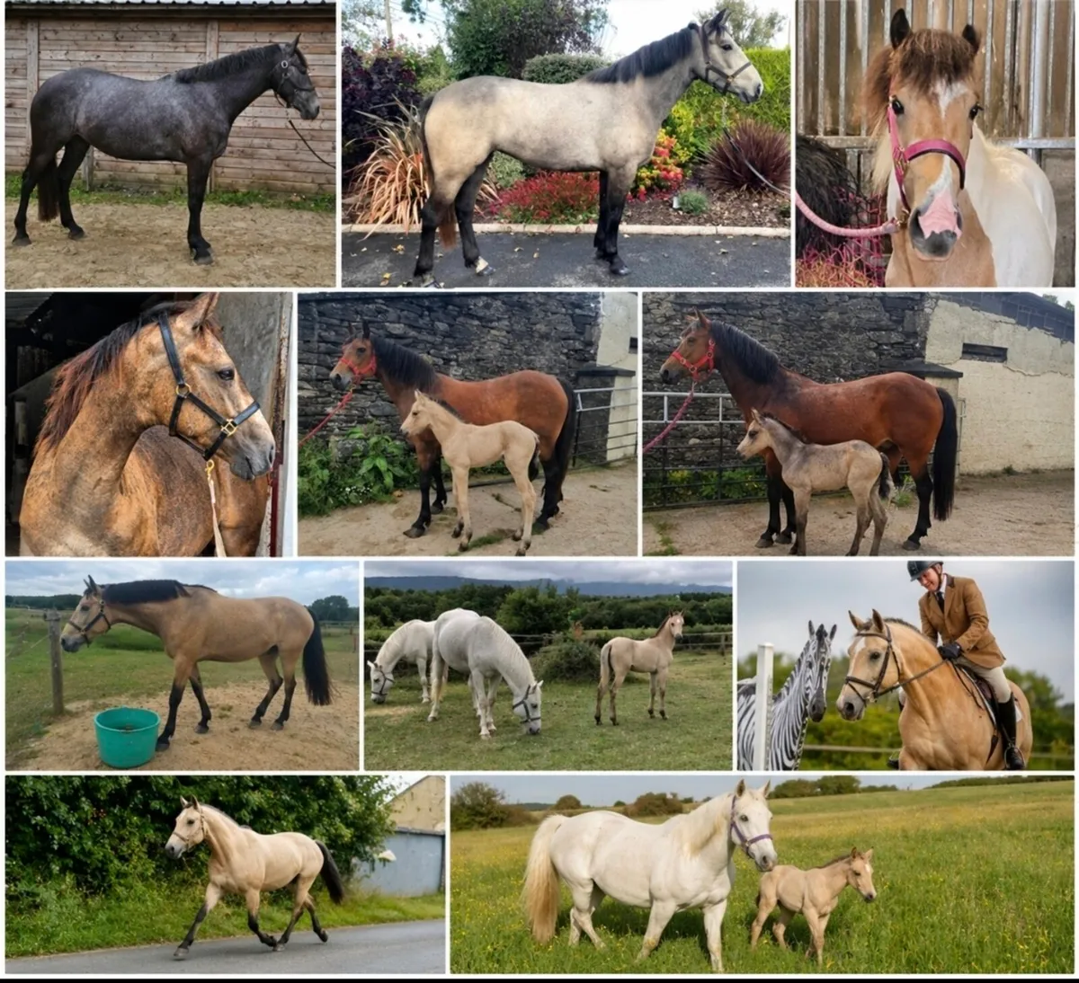 Perlino connemara stallion at stud - Image 3