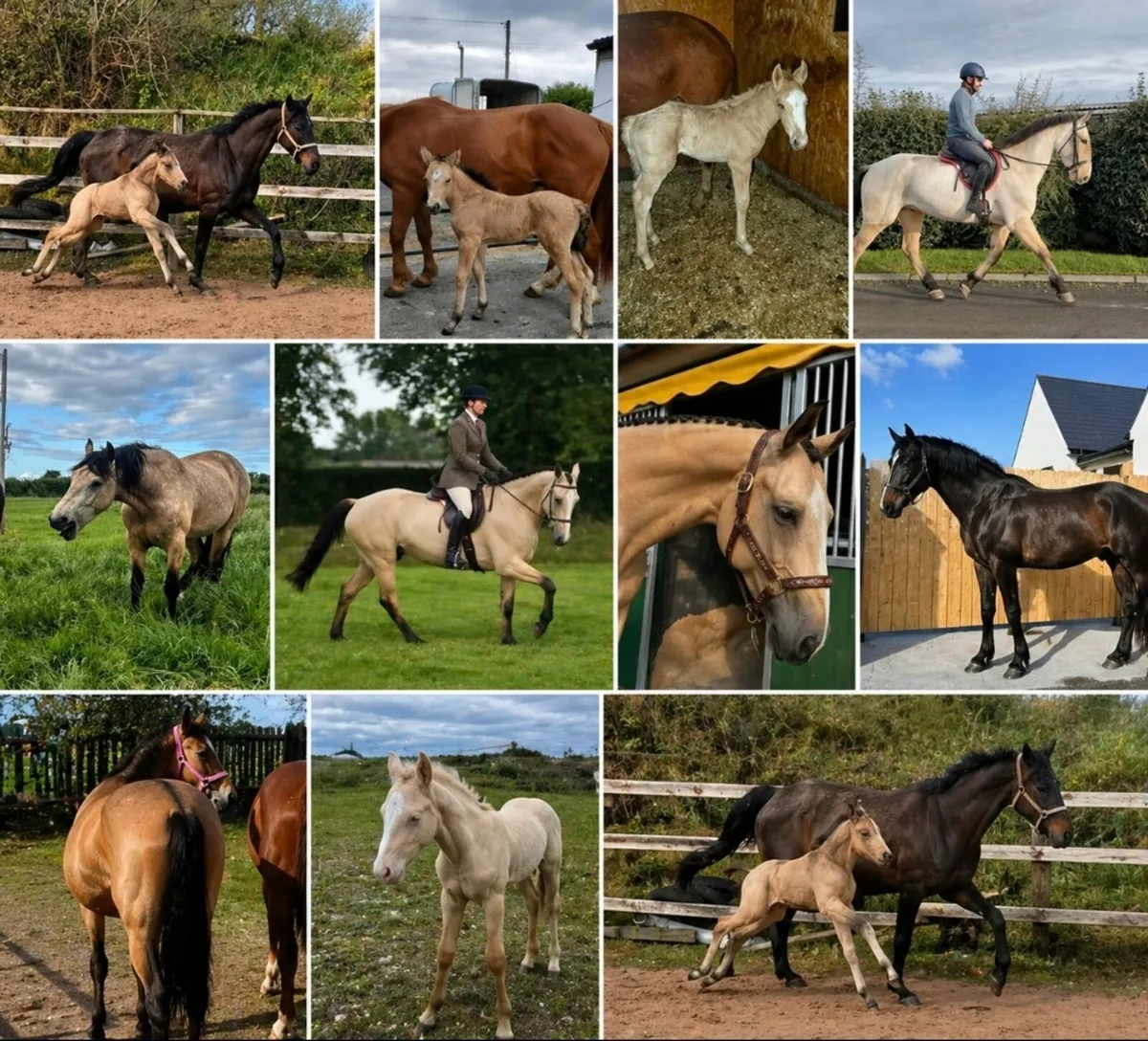 Perlino connemara stallion at stud - Image 4