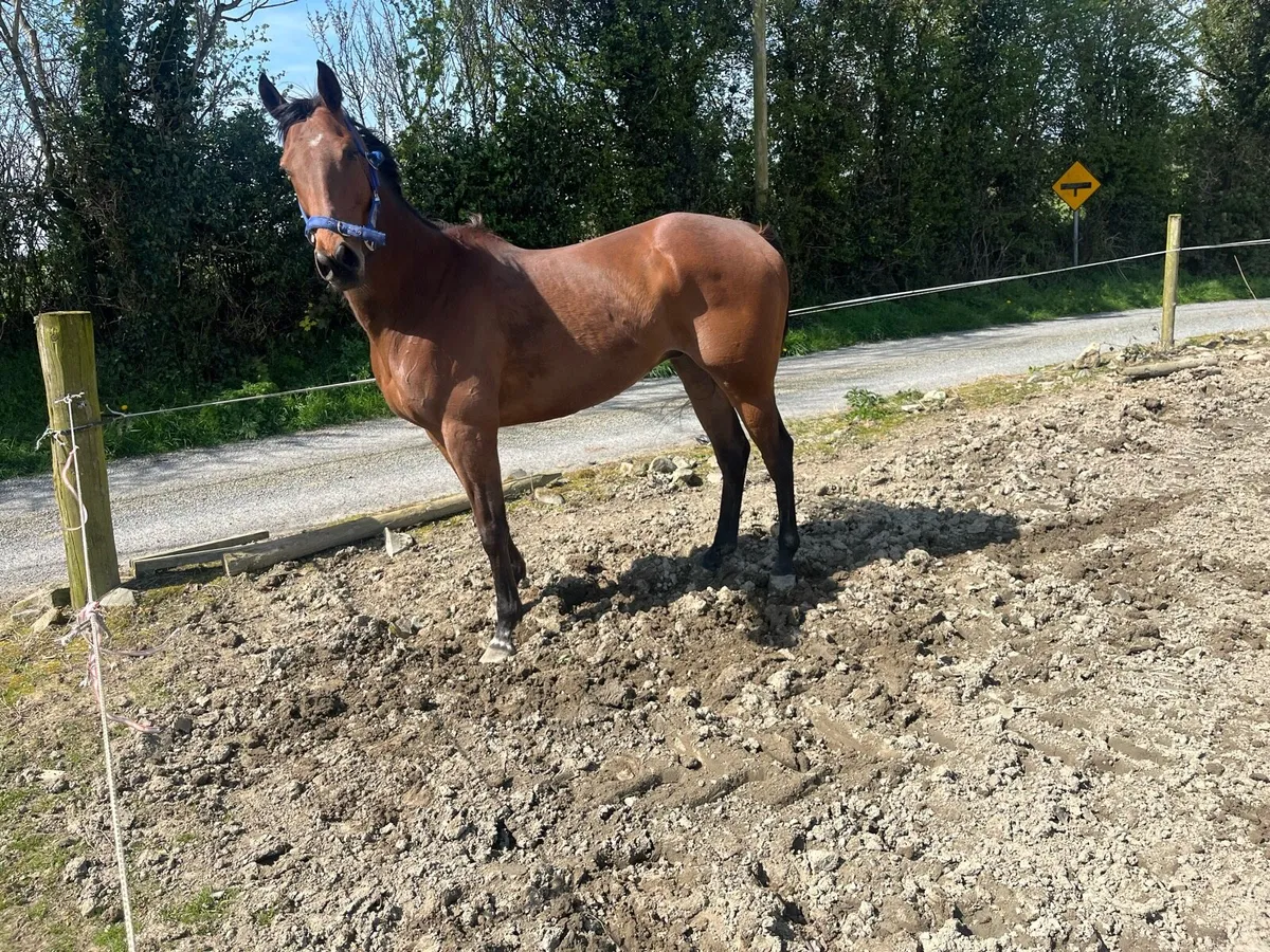 T b horses for sale - Image 1