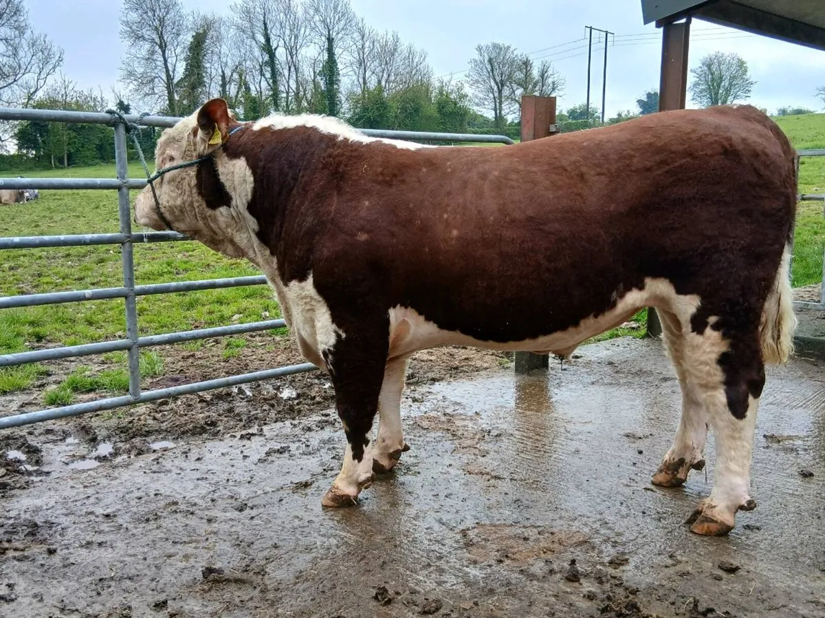Pedigree Hereford & charolais bulls - Image 1