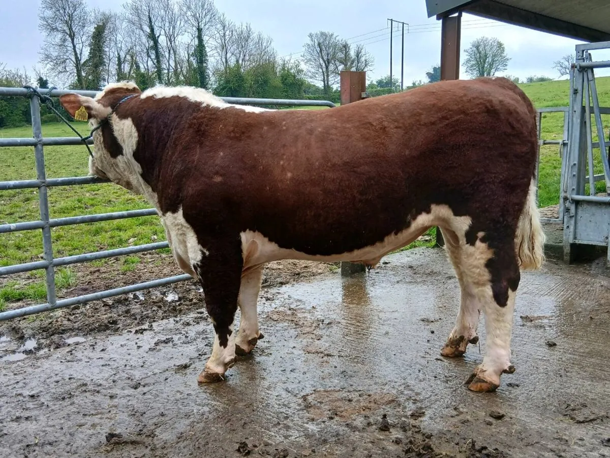 Pedigree Hereford & charolais bulls - Image 2