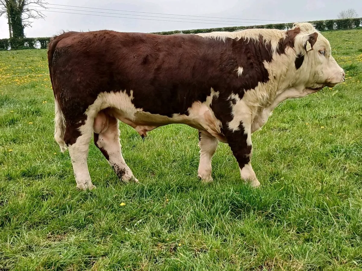 Pedigree Hereford & charolais bulls - Image 4