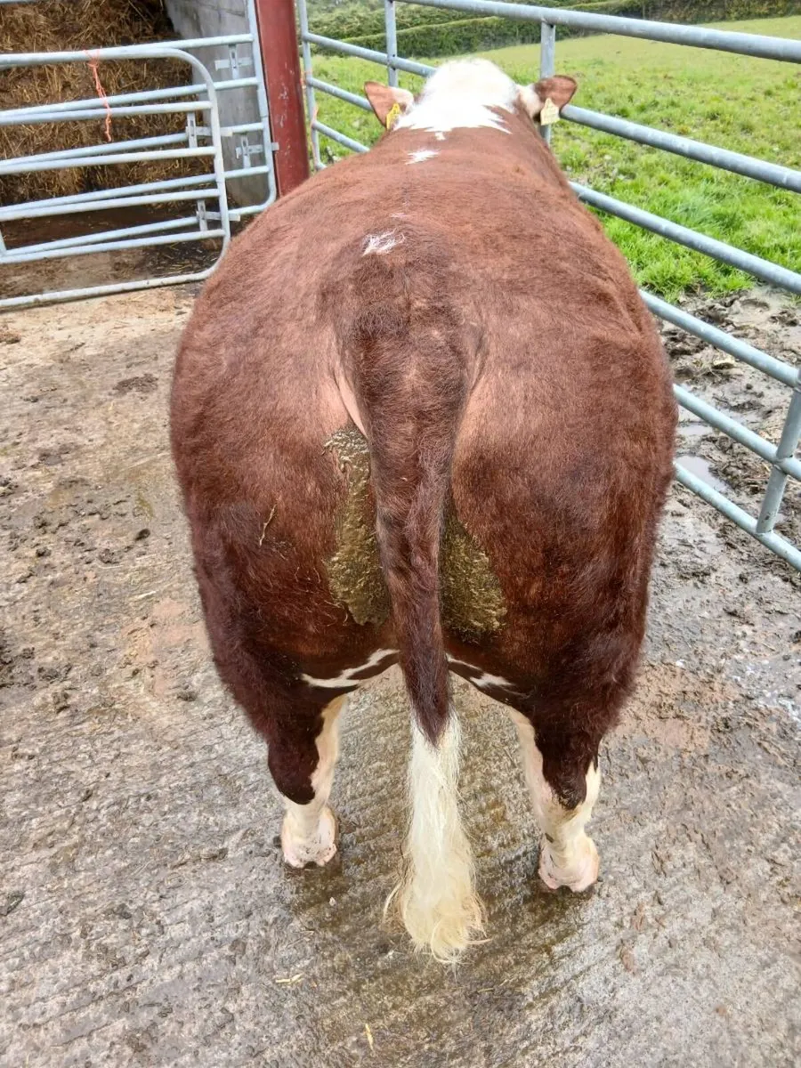 Pedigree Hereford & charolais bulls - Image 3