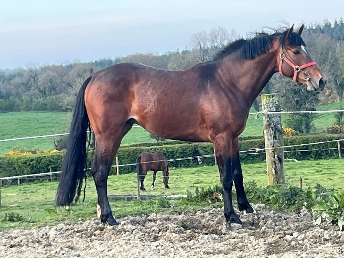 5year old colt 16/1 - Image 1