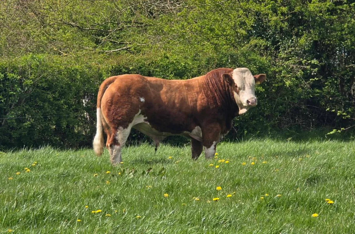 PBR SIMMENTAL BULL - Image 2