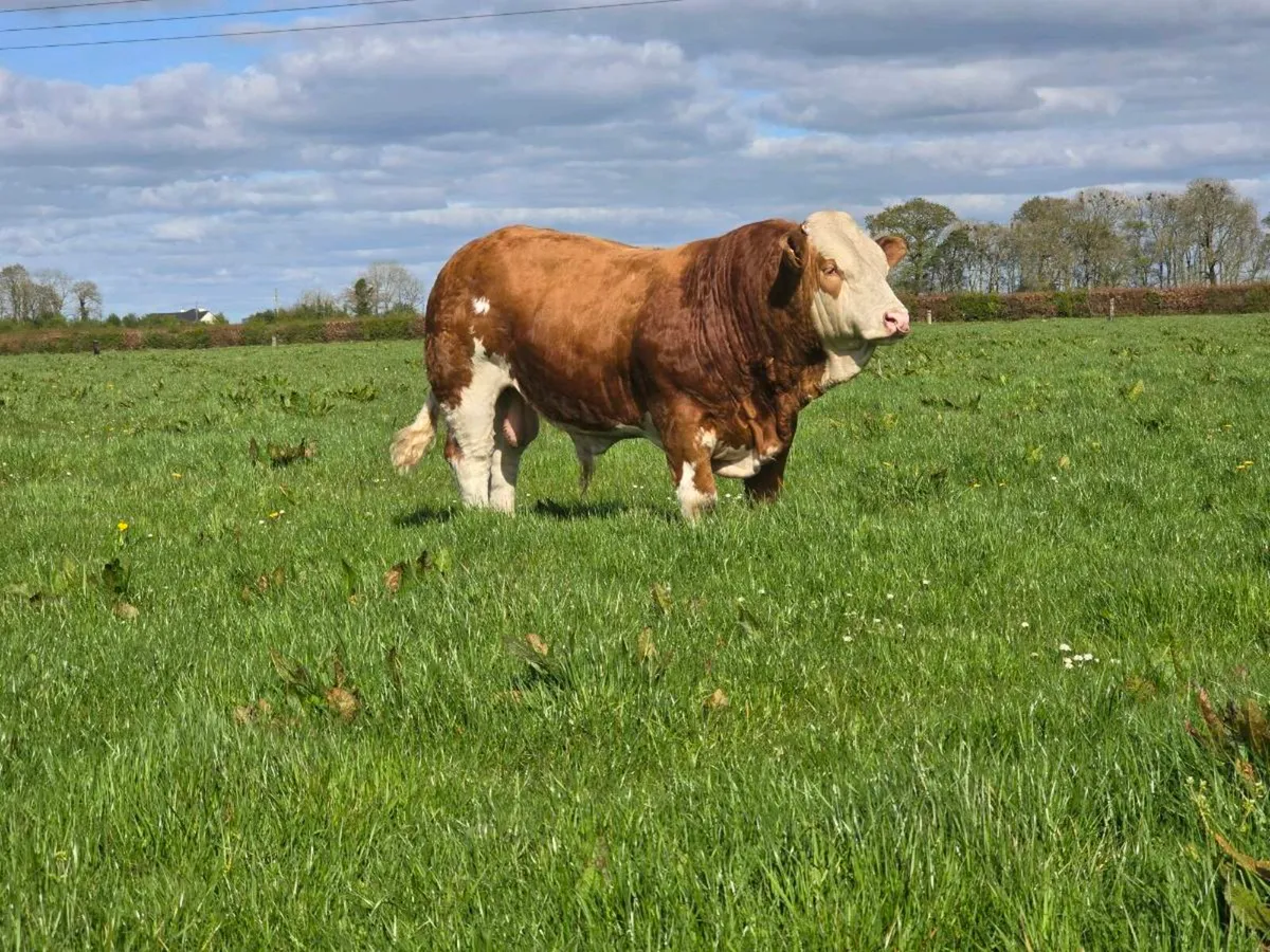 PBR SIMMENTAL BULL - Image 3