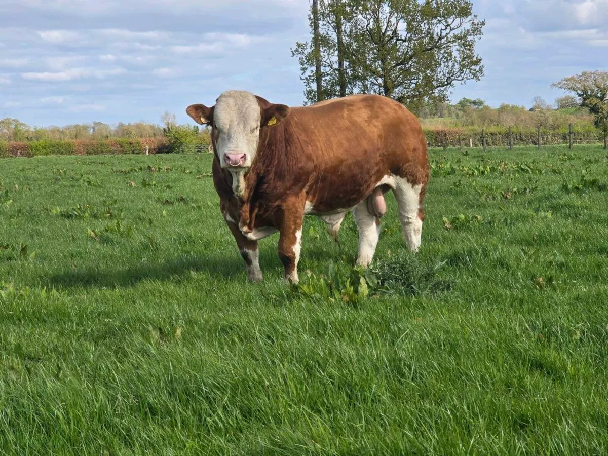 PBR SIMMENTAL BULL - Image 1