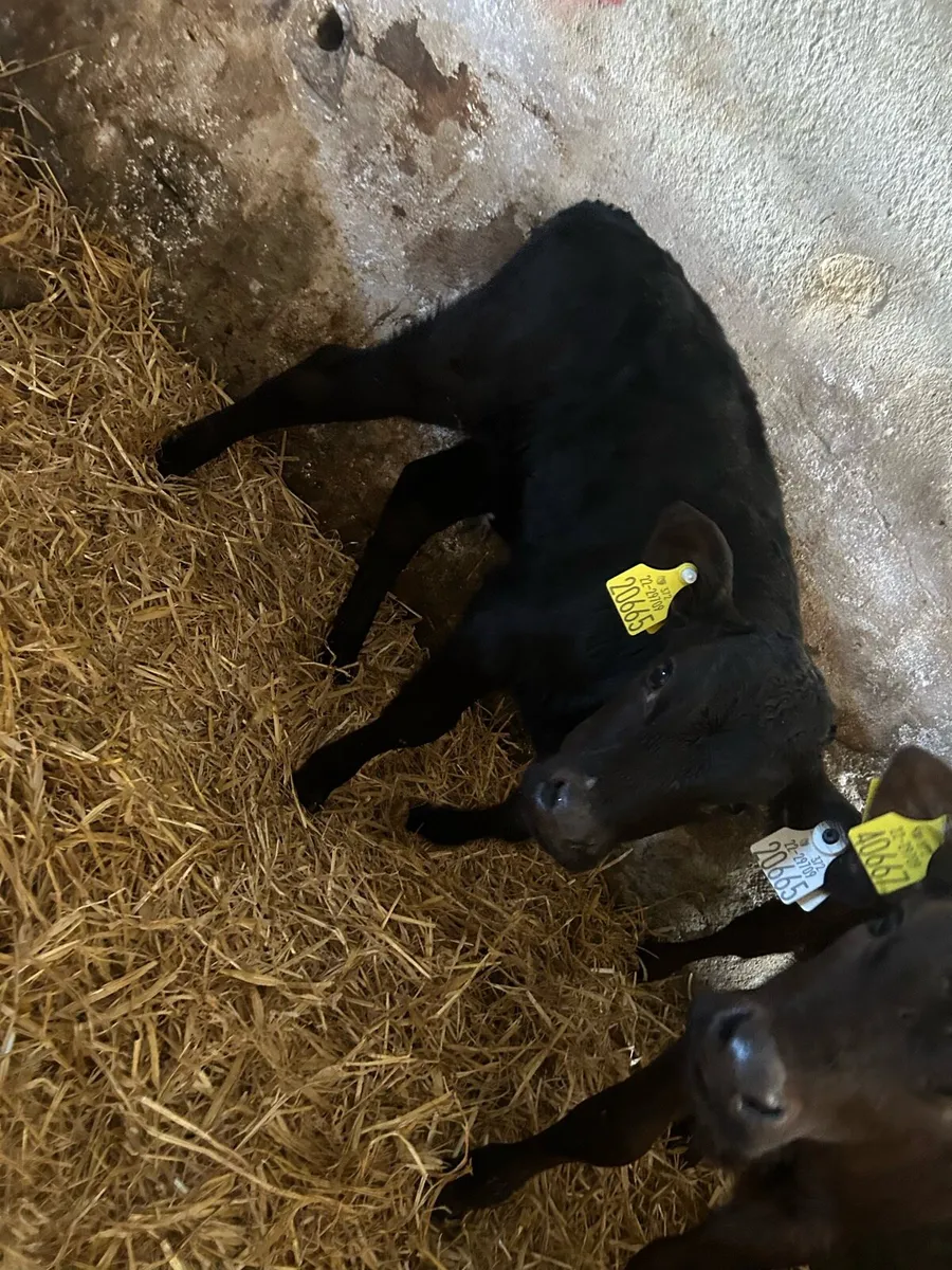 Calves - Image 1