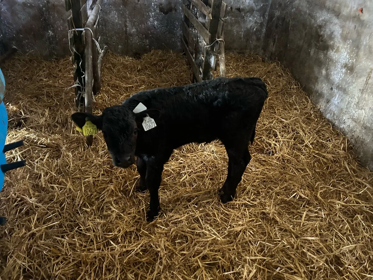 Calves - Image 3