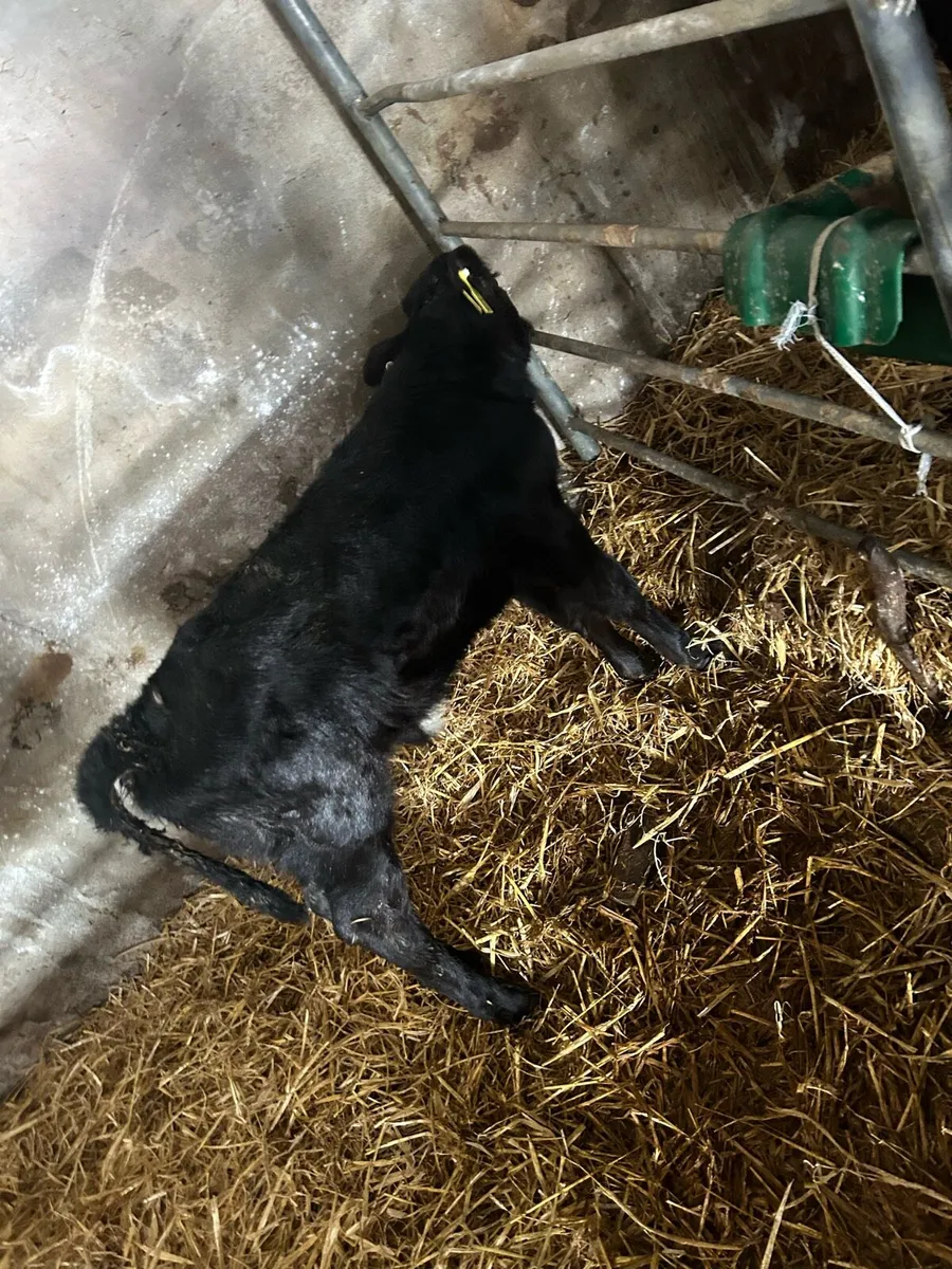 Calves - Image 4
