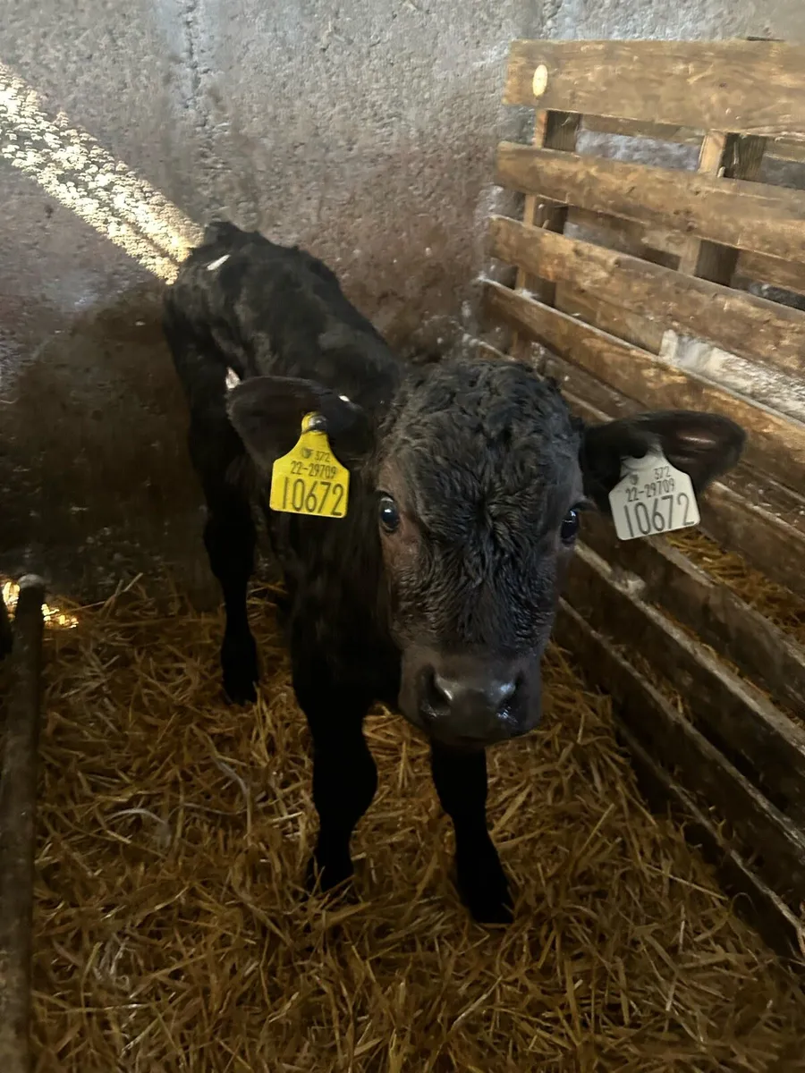 Calves - Image 2