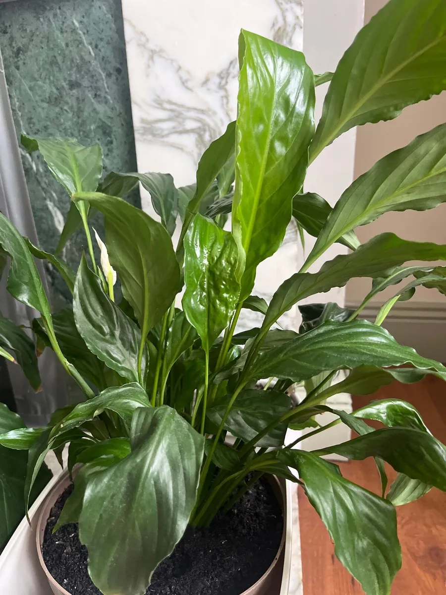 Peace Lily (Spathiphyllum) - Image 1
