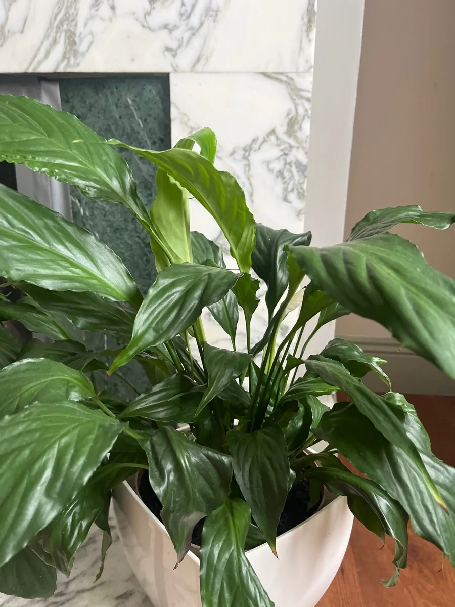 Peace Lily (Spathiphyllum) - Image 2