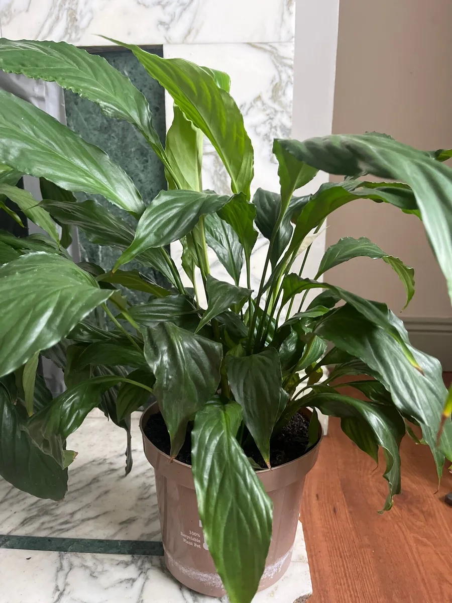 Peace Lily (Spathiphyllum) - Image 3