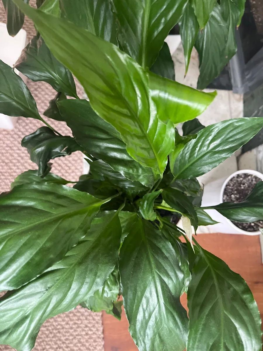 Peace Lily (Spathiphyllum) - Image 4