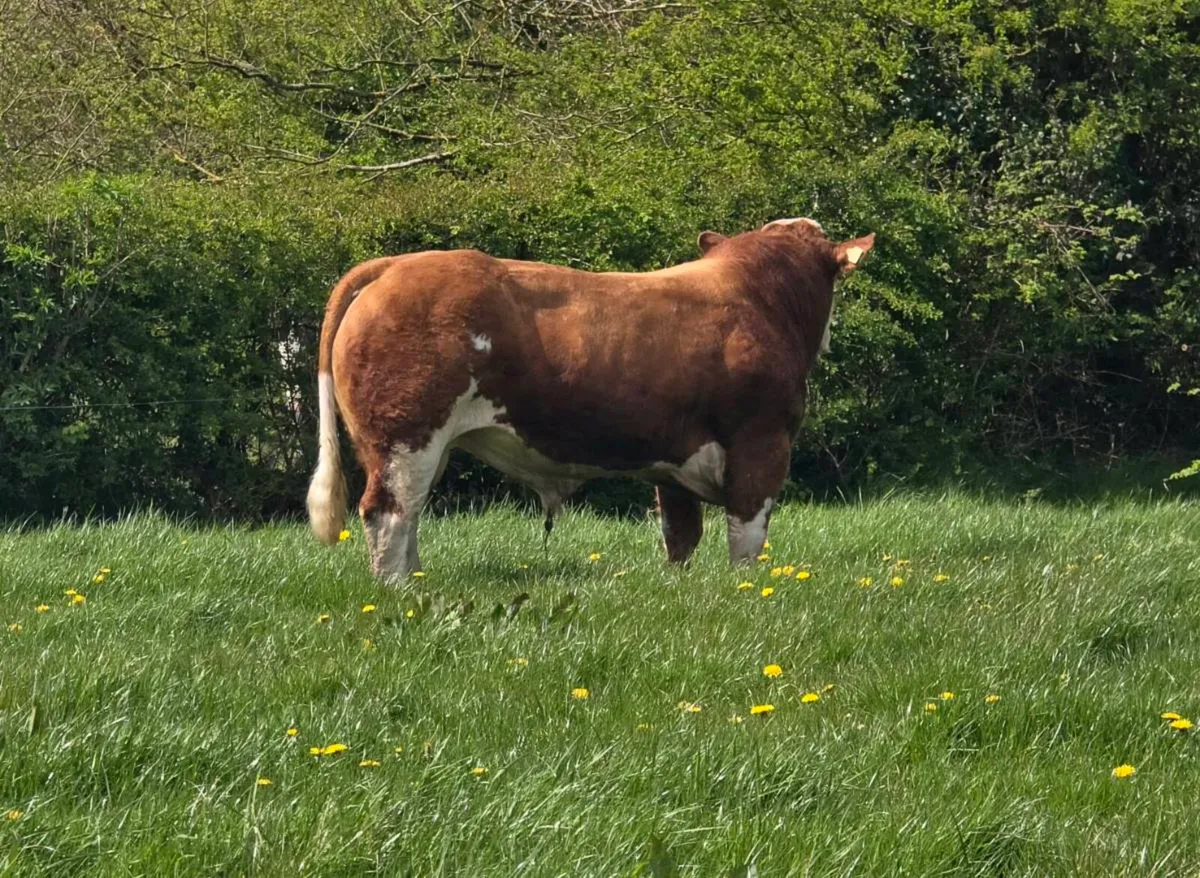 PBR SIMMENTAL BULL - Image 4