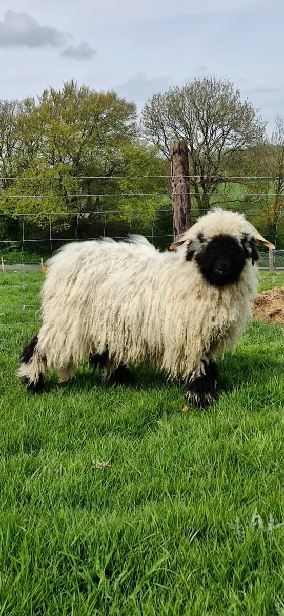 Valais Blacknose ram lamb - Image 1
