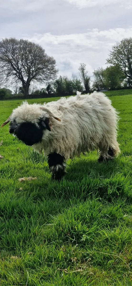 Valais Blacknose ram lamb - Image 2