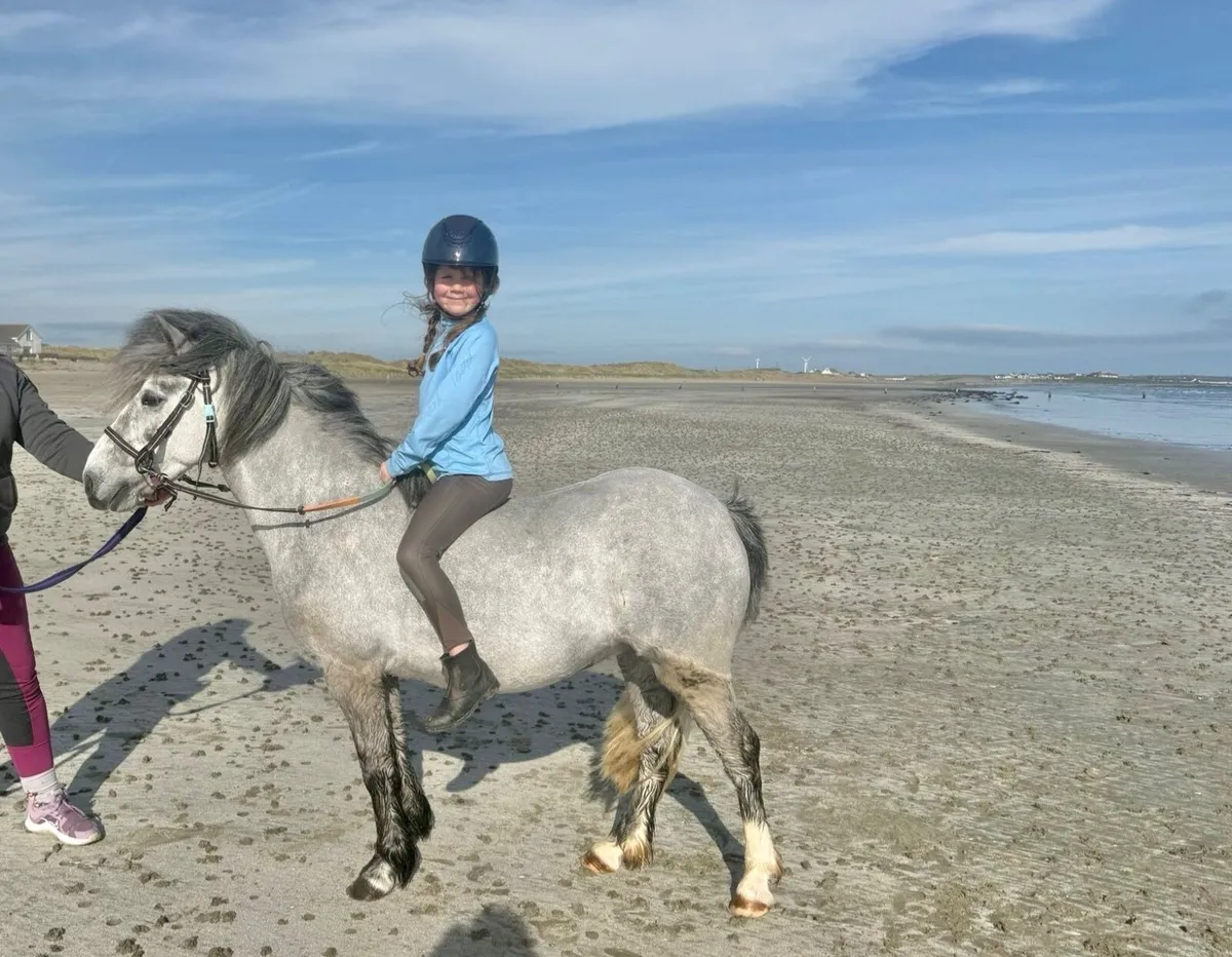 11.2hh pony for sale kids lead rein off lead - Image 4