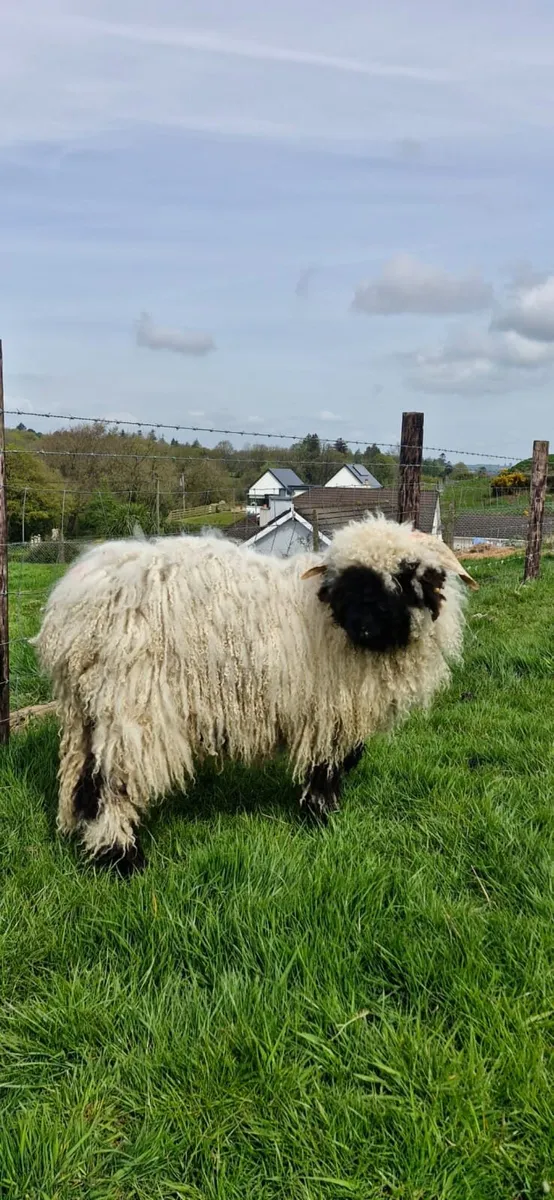 Valais Blacknose ram lamb - Image 3
