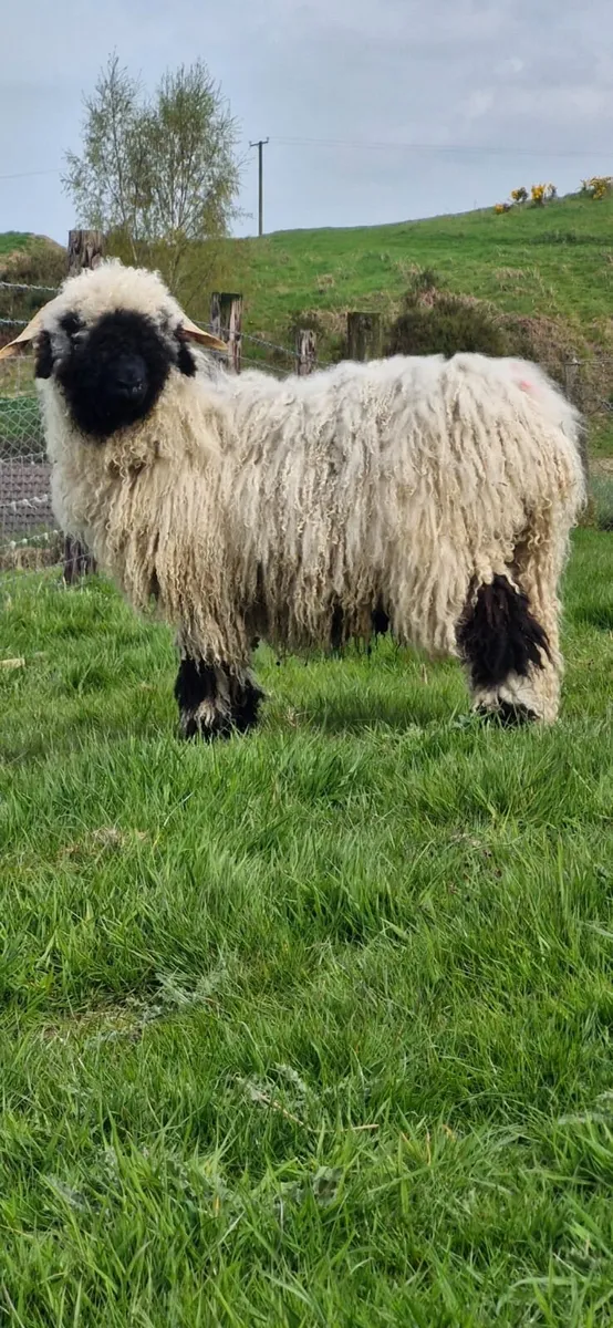 Valais Blacknose ram lamb - Image 4