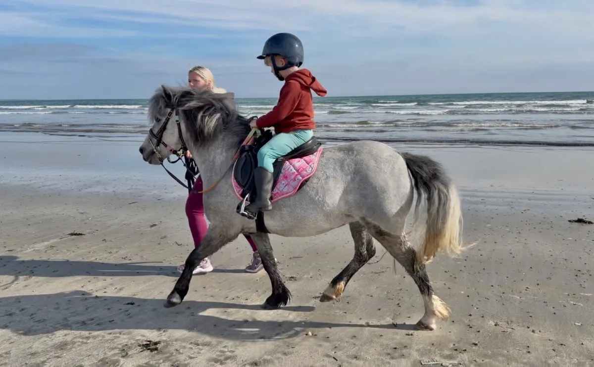 11.2hh pony for sale kids lead rein off lead - Image 1
