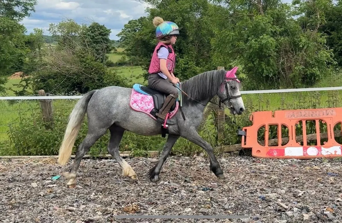 11.2hh pony for sale kids lead rein off lead - Image 3