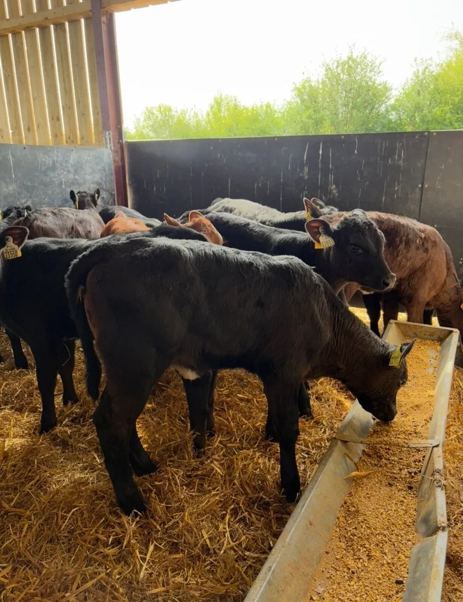 14 super 2 month old continental reared heifers 🔥 - Image 2