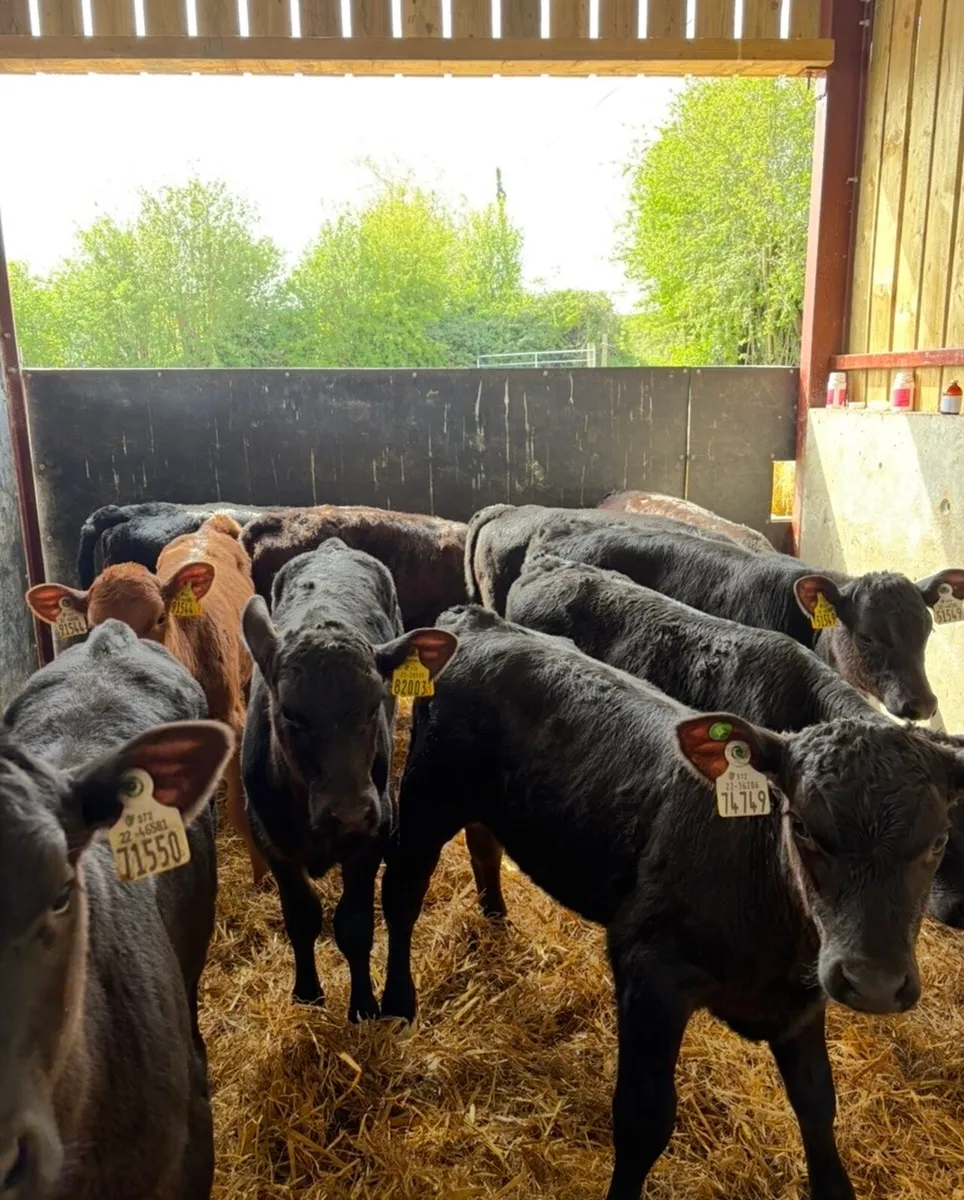 14 super 2 month old continental reared heifers 🔥 - Image 1