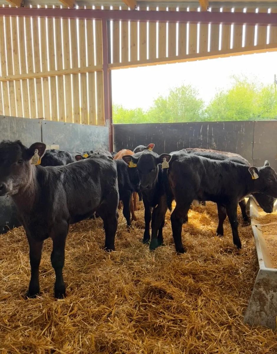 14 super 2 month old continental reared heifers 🔥 - Image 4