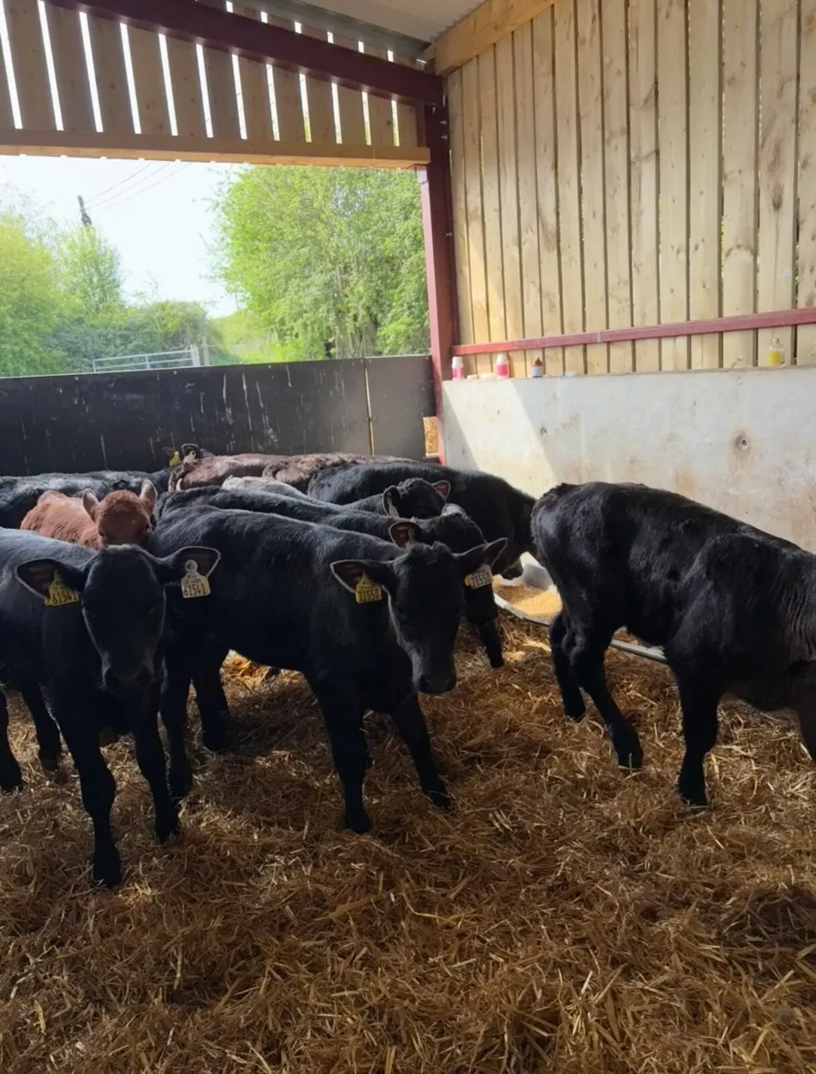 14 super 2 month old continental reared heifers 🔥 - Image 3