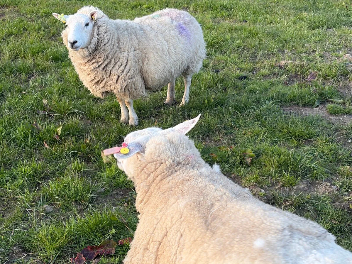 Ewes with lambs - Image 2